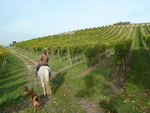 Rheinhessen