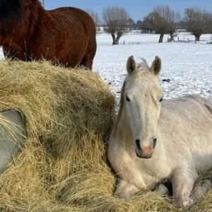 Einsteiger & Wiedereinsteigerritt Winter | Wanderreiten im Havelland