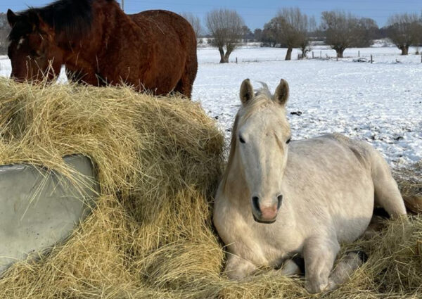 Einsteiger & Wiedereinsteigerritt Winter | Wanderreiten im Havelland