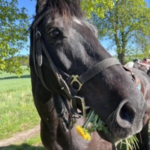 Reiten & Yoga