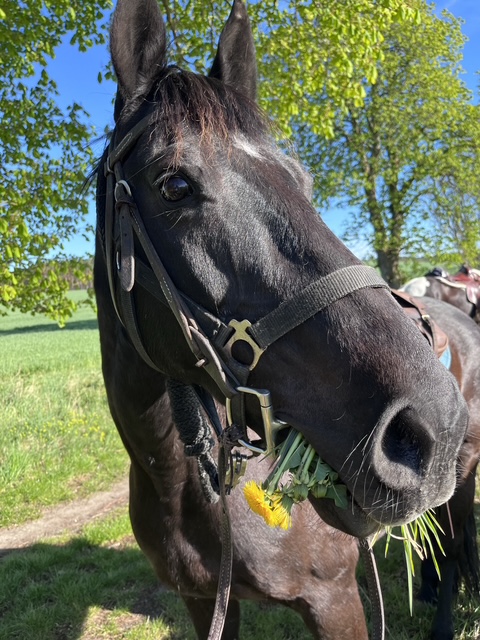 Reiten & Yoga