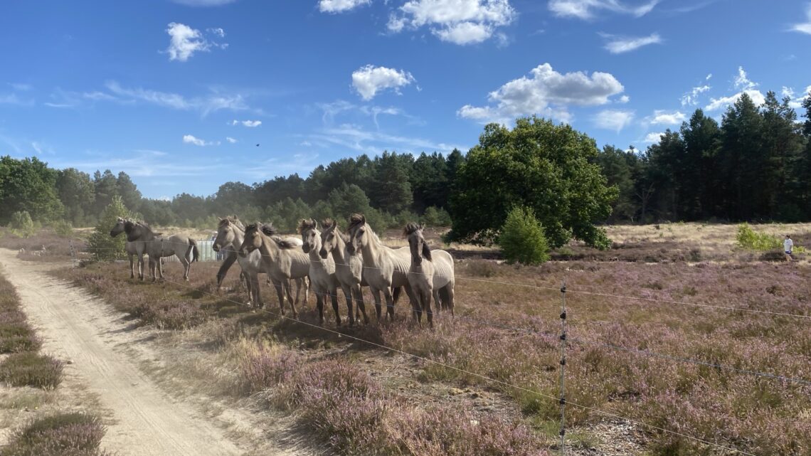 Naturritt in die Kyritz-Ruppiner Heide