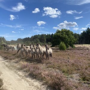 Naturritt in die Kyritz-Ruppiner Heide