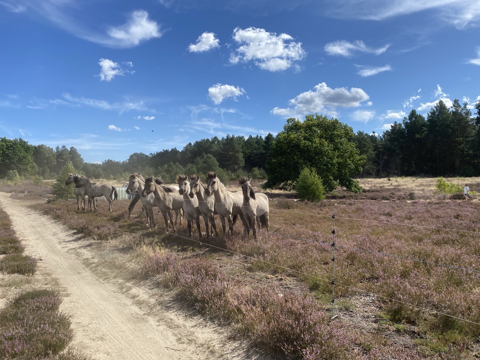 Naturritt in die Kyritz-Ruppiner Heide