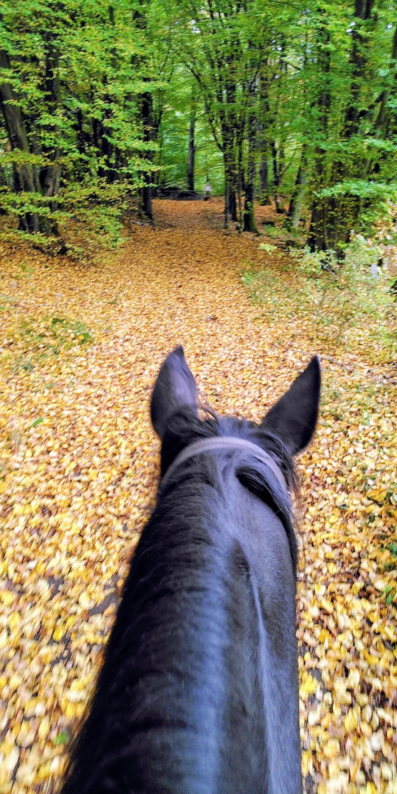 Goldener Oktober
